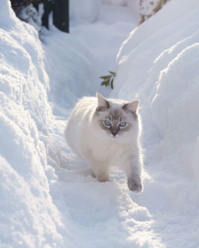 Кот в снегу